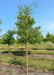 A Niobe Golden Weeping Willow grows in the nursery with a golden yellow trunk, and newly emerged green leaves. Other trees with strips of grass between rows of trees, and a clear blue sky in the background.