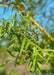 Closeup of bright green newly emerged long slender leaves.