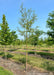 A Niobe Golden Weeping Willow grows in the nursery with a golden yellow trunk and newly emerged small green leaves. Other trees with strips of grass in between rows of trees, and a blue sky are in the background.