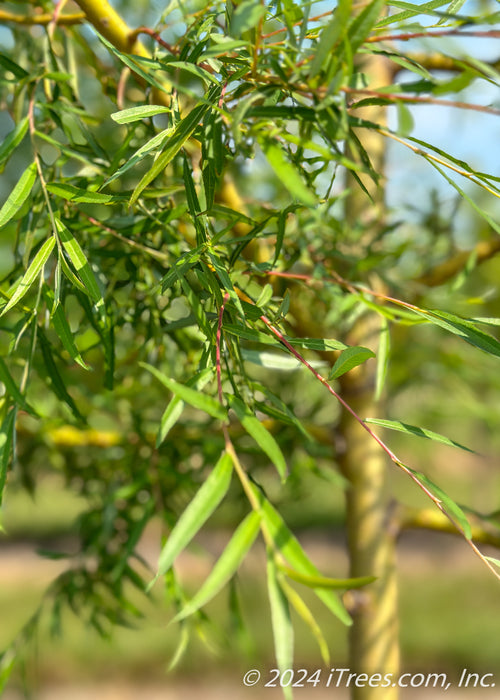 Closeup of bright green newly emerged long slender leaves.