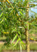 Closeup of bright green newly emerged long slender leaves.