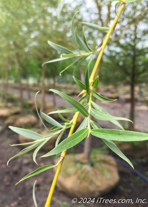 Closeup of a long yellow stem with small slender green leaves.