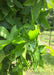 Closeup of bright green leaves.