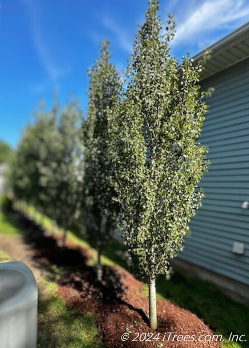 Swedish Columar Aspen planted in a privacy row between houses.