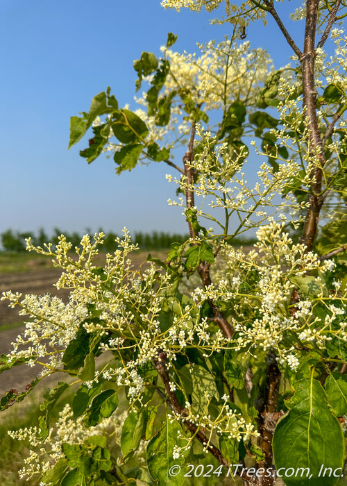 Closeup of bright white cluster of flower buds preparing to open.