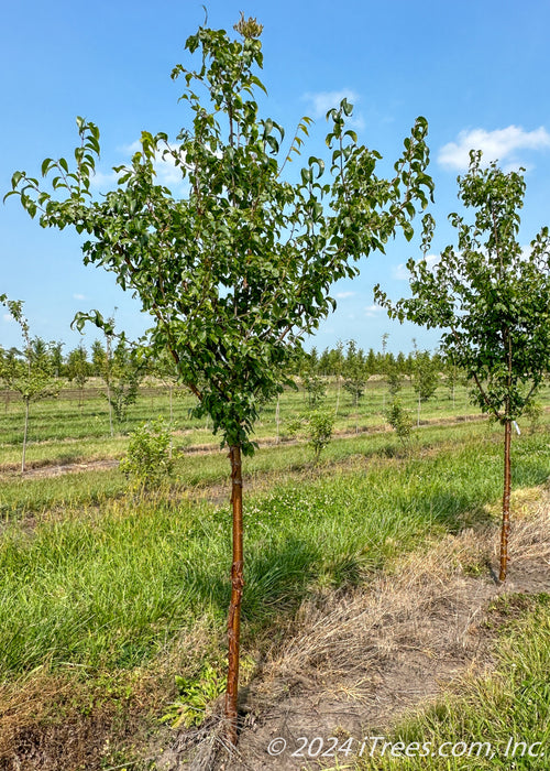 Great Wall single-trunk tree with green leaves in a nursery row.