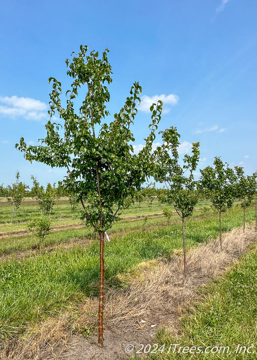 Great Wall single-trunk tree with green leaves in a nursery row.