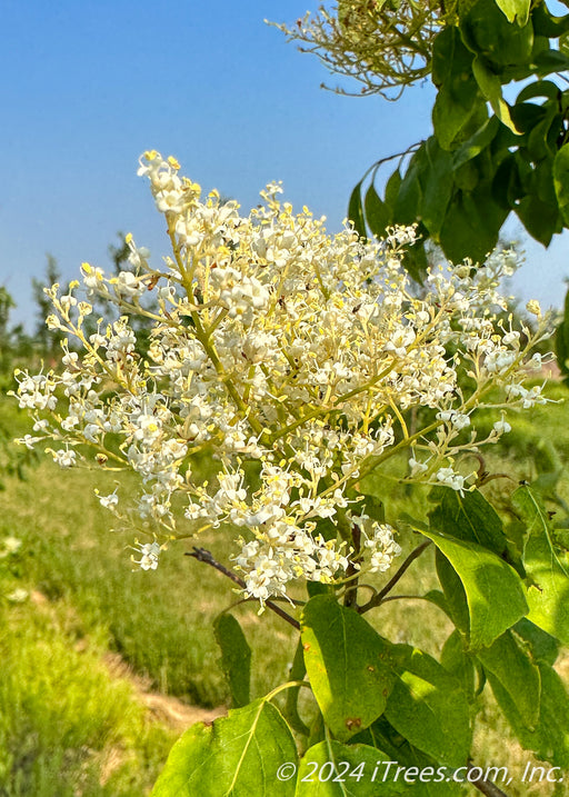 Closeup of bright white cluster of flowers.