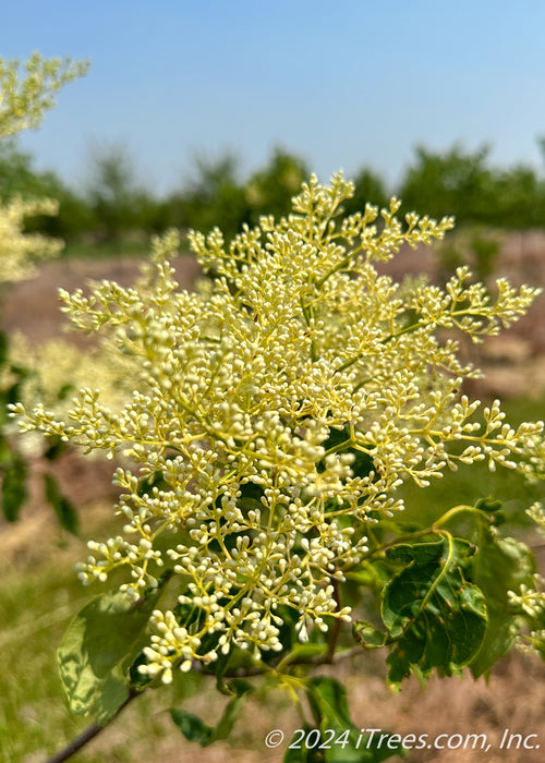 Closeup of a newly emerged panicle of white flowers