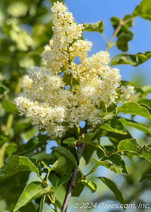 Closeup of plumy white flowers and green leaves.