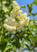 Closeup of plumy white flowers and green leaves.