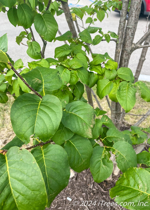 Closeup of green leaves.