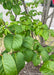 Closeup of green leaves.