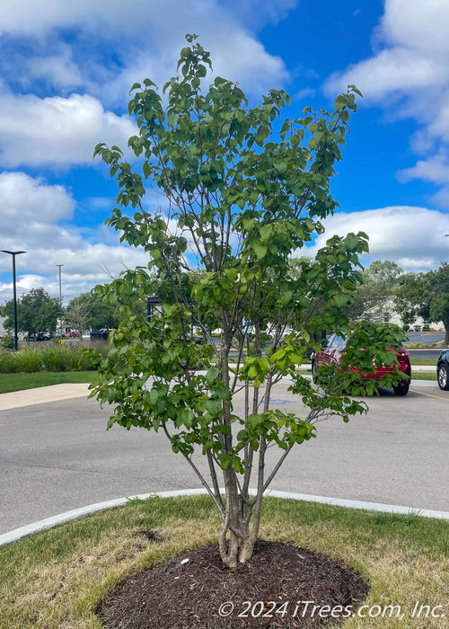 Ivory Silk with green leaves planted in a parking lot island.