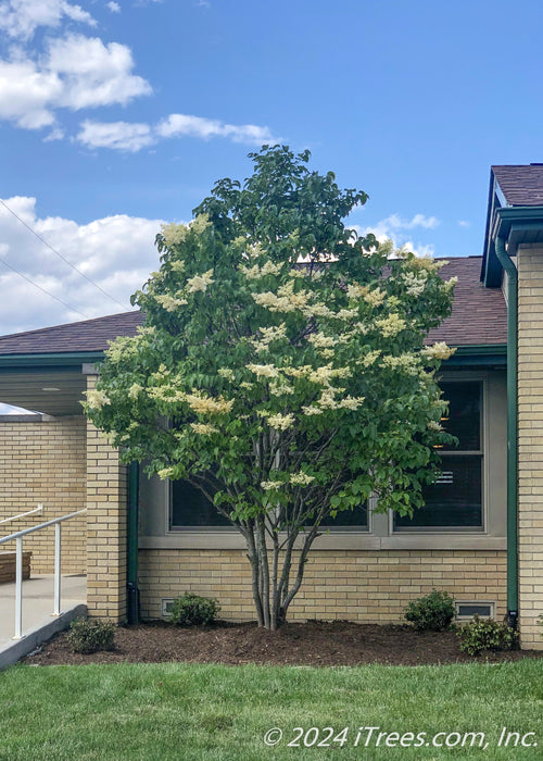 Ivory Silk planted in a landscape bed near a building.