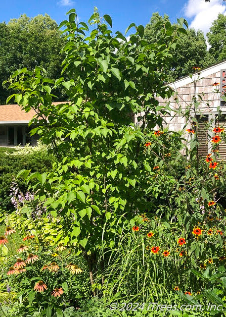 Ivory Silk planted in a natural backyard garden area.