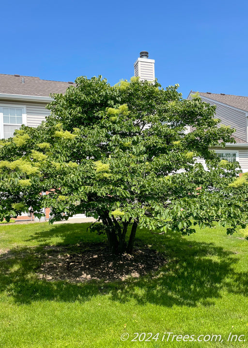 Ivory Silk Japanese Tree Lilac clump form fully leafed out planted in the back of a townhome.