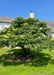 Ivory Silk Japanese Tree Lilac clump form fully leafed out planted in the back of a townhome.