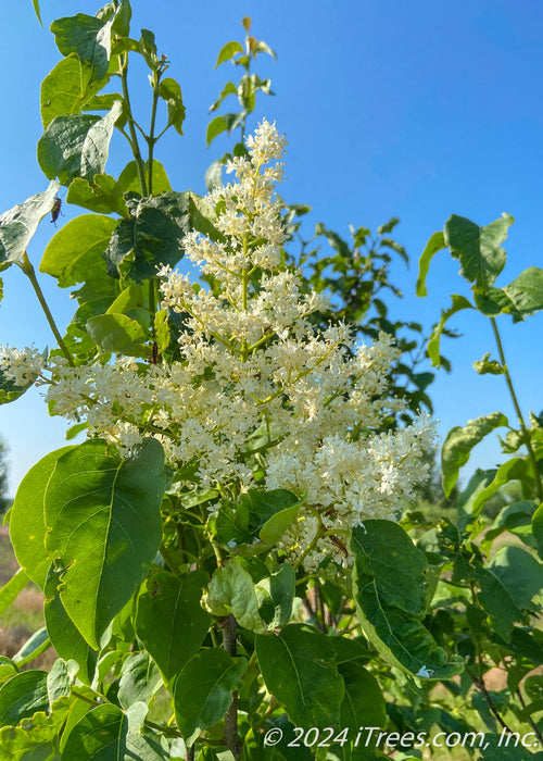 Closeup of plumy white flowers and green leaves.