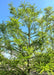 View of the top of a young Green Whisper's canopy of fine, feathery-like leaves.