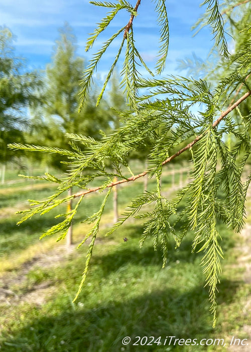 Closeup of fine, feathery-like green leaves.