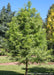 Green Whisper Bald Cypress with bright green feathery leaves, planted in an open area of a backyard.