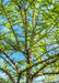 Closeup view of inside of tree's upper canopy and light green leaves.