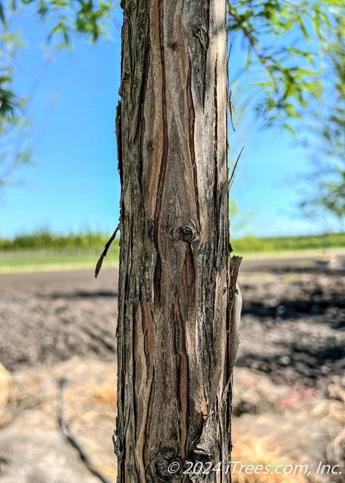 Closeup of the trunk with brown, rough rugged textture.