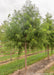 Bald Cypress with green leaves growing in a nursery row with strips of green grass between rows of trees.