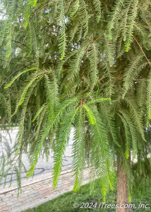 Closeup of fine feathery-like leaves with shaggy appearance.