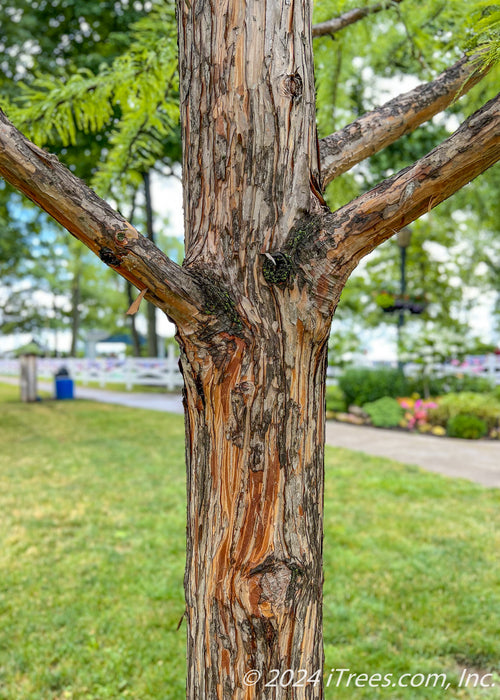 Closeup of a Bald Cypress trunk and lower branching showing smooth reddish-orange underlayer and shedding peeling bark on top.