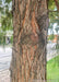 Closeup of reddish-orange trunk showing shedding bark.