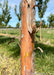 Closeup of a young Bald Cypress trunk showing smooth reddish-orange underlayer with grey peeling bark curling away from the trunk.