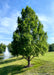 Maturing Bald Cypress tree growing near a pond with a fountain and other trees with blue skies in the background.