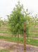 Bald Cypress growing in the nursery with green leaves, with a large ruler standing next to it to show its height.