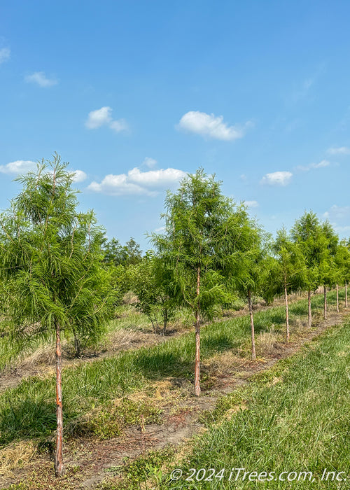 A row of Shawnee Brave Bald Cypress at the nursery with green foliage.