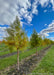 A row of Shawnee Brave Bald Cypress at the nursery showing transitioning fall color from green to rusty-orange.