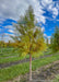 Shawnee Brave Bald Cypress at the nursery with green foliage beginning to change to its rusty-orange color.