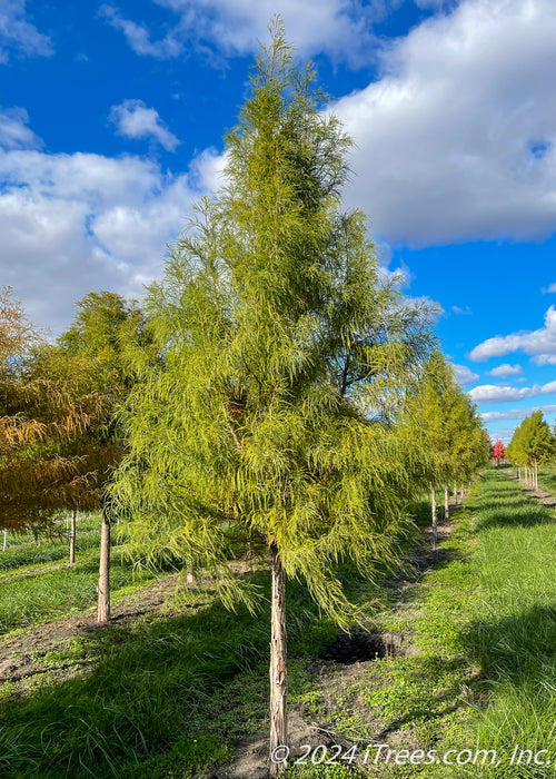 A row of Shawnee Brave Bald Cypress at the nursery with bright green leaves.