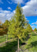 A row of Shawnee Brave Bald Cypress at the nursery with bright green leaves.