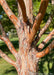 Closeup of reddish peeling tree trunk and lower branching.