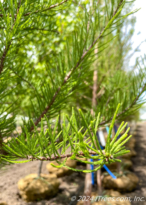 Closeup of newly emerged green leaves.