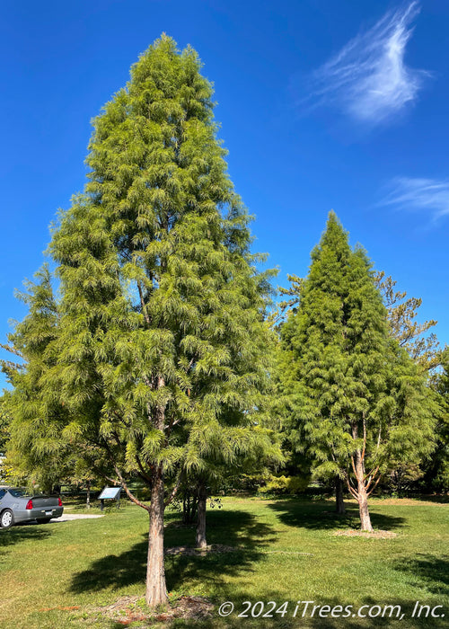 A grouping of Shawnee Brave Bald Cypress planted in an open area of a park.