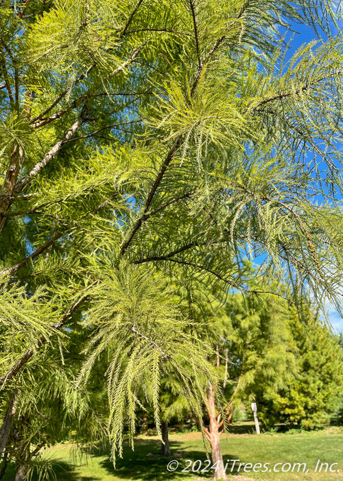 Closeup of fine feathery-like bright green leaves.