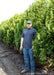 A row of Nigra Arborvitae in the nursery's holding yard with a person standing by for height comparison. Their knee is at the top of the tree's rootball.