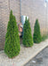 A group of three Emerald Green Arborvitae planted in a gravel landscape bed along a commercial building to screen electrical units.