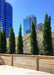 A row of Emerald Green Arborvitae planted in a container box on a rooftop in downtown Chicago.