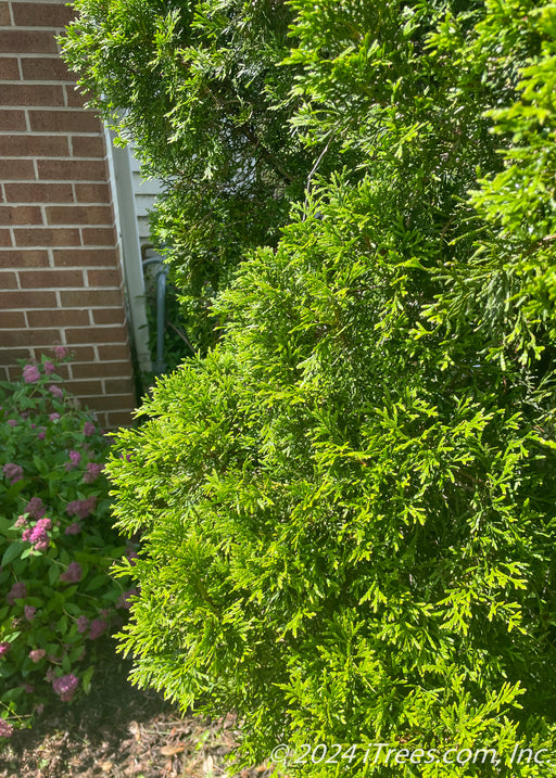 Closeup of rich green foliage.