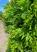 Closeup of green scaley foliage.