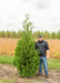 A Techny Arborvitae at the nursery with a person standing next to it.